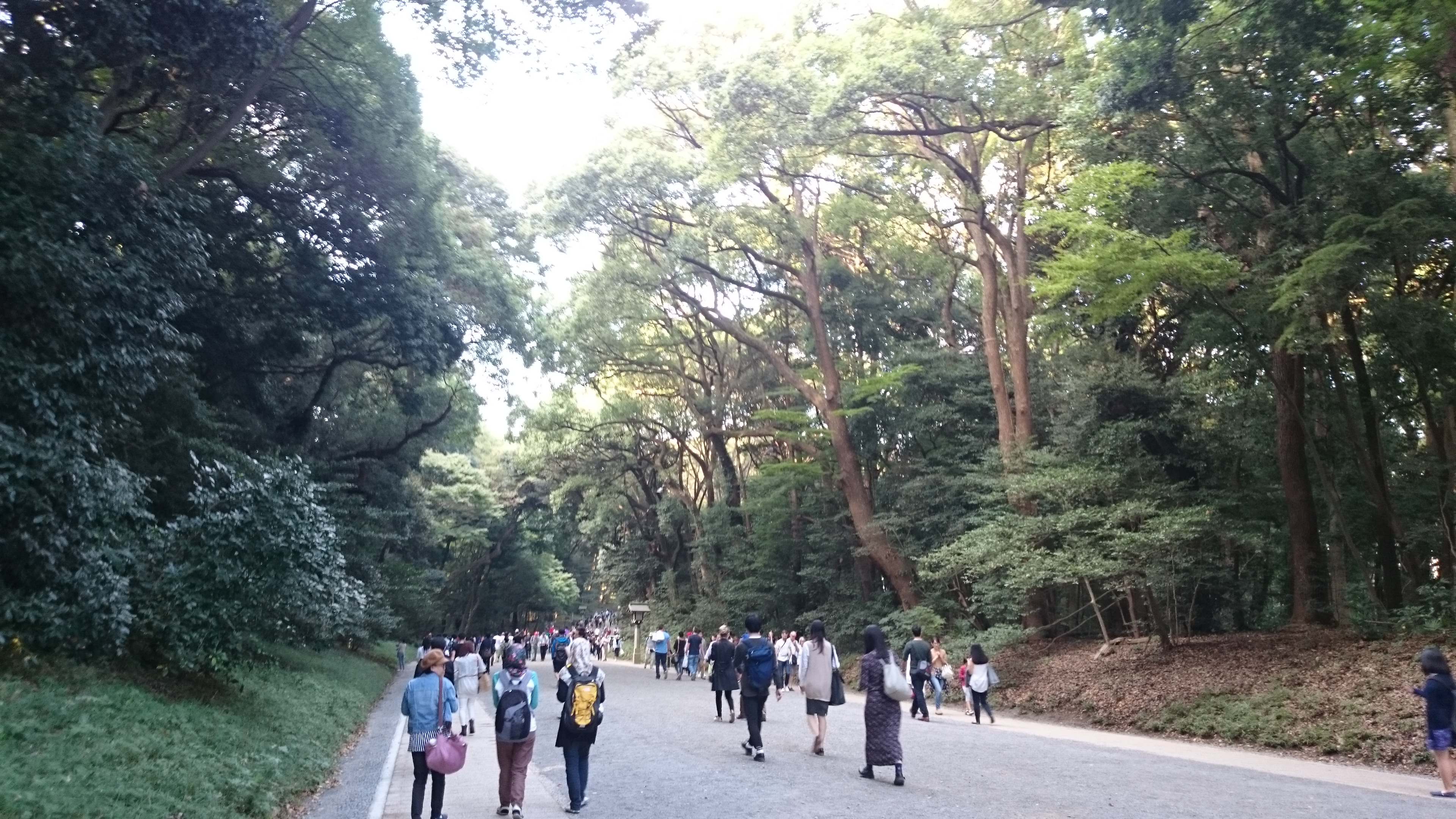 parc sanctuaire meiji-jingu, Tokyo, Japon